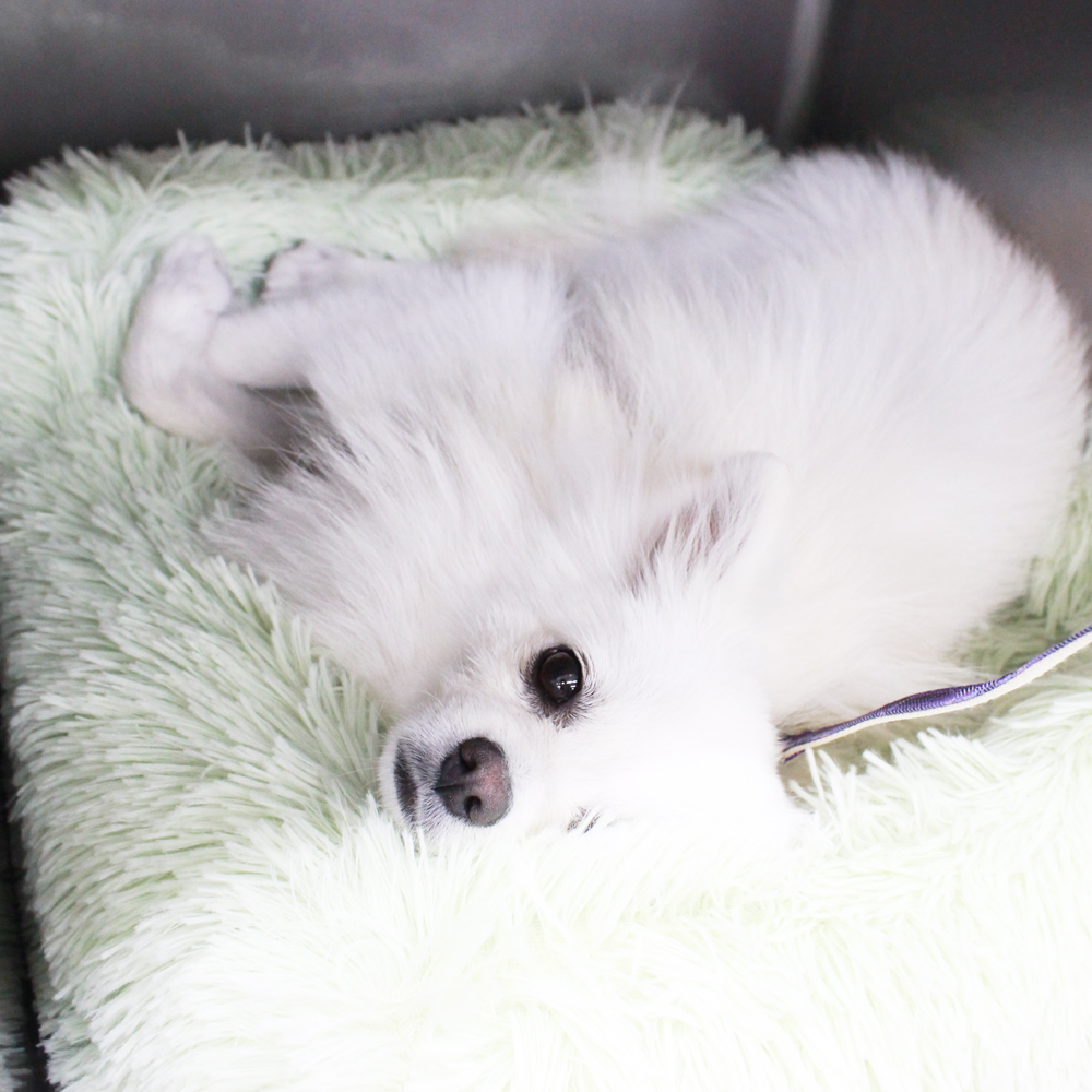 ２年生はお客様犬のトリミング！
